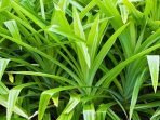 Daun Suji Kandungan Ciri Ciri Manfaat dan Efek Samping