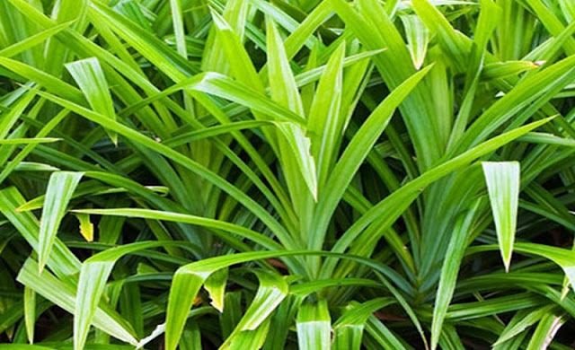 Daun Suji Kandungan Ciri Ciri Manfaat dan Efek Samping