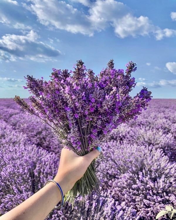 Lavendel schneiden Was muss man daruber wissen
