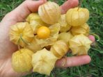 Physalis Fisalis Plante mas nao na horta