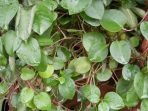 daun binahong