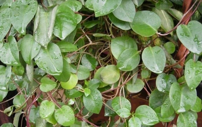 daun binahong