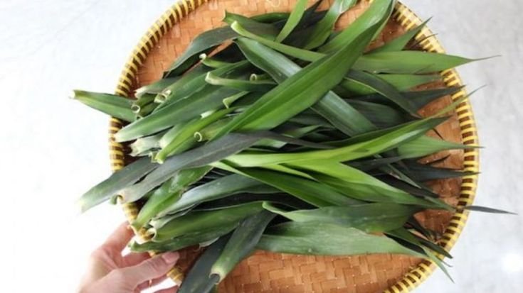 daun suji