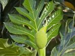 daun sukun
