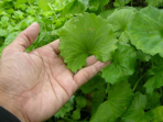 daun tapak kuda