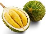 durian musang