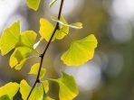 ginggo biloba