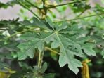 Ini Lho 9 Manfaat Baik Daun Pepaya Jangan Benci Dulu