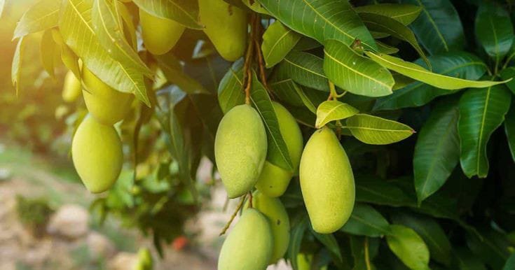 daun mangga