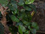 daun mangkok