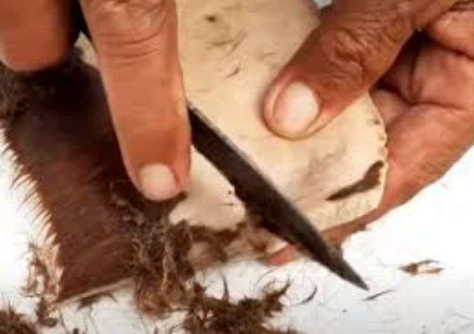membersihkan bulu kikil sapiu