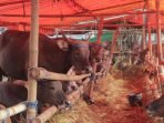 sapi kurban