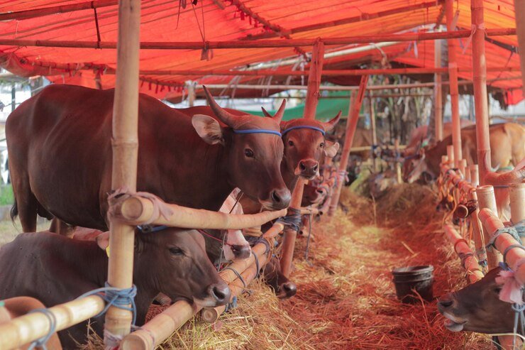sapi kurban