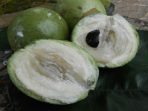 buah kenitu