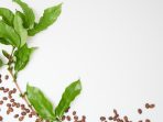 daun kopi