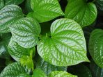 daun sirih