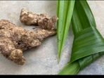 jahe dan daun pandan