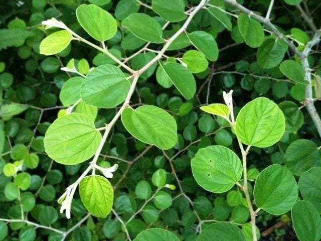 daun bidara