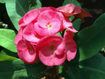 euphorbia