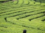 kebun teh