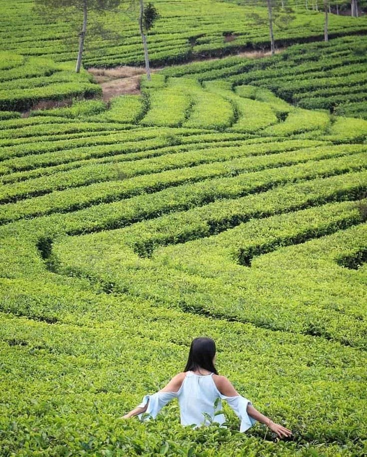 kebun teh