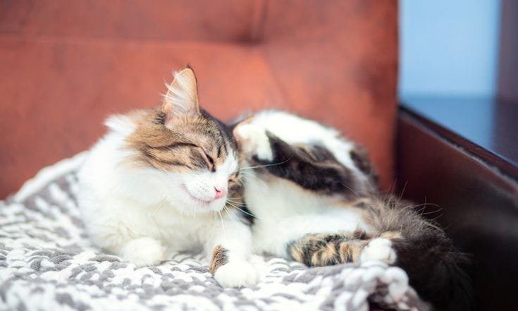 kutu kucing