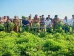 PANEN RAYA KACANG TUBAN