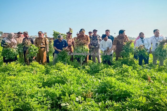 PANEN RAYA KACANG TUBAN