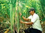 Petani Tebu Program Makmur Petrokimia Gresik