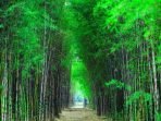 hutan bambu