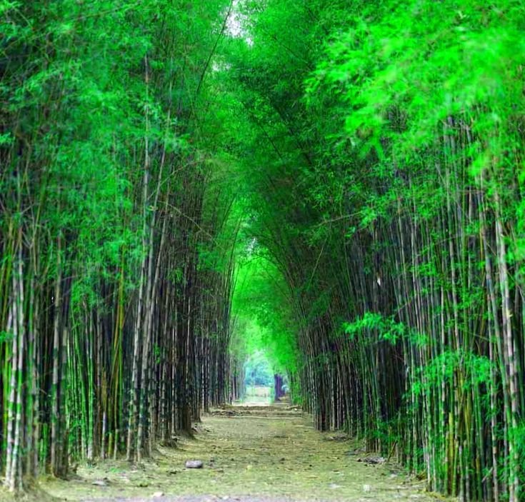 hutan bambu