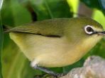 burung