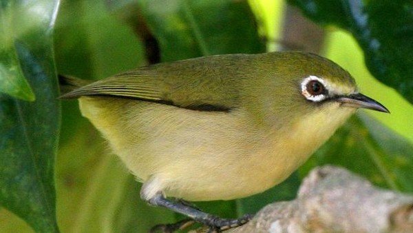 burung