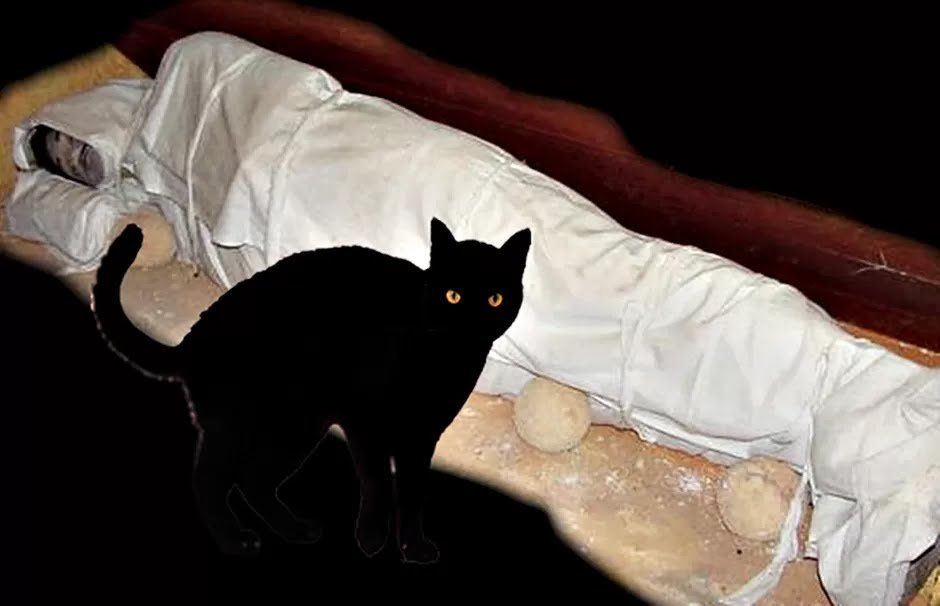kucing