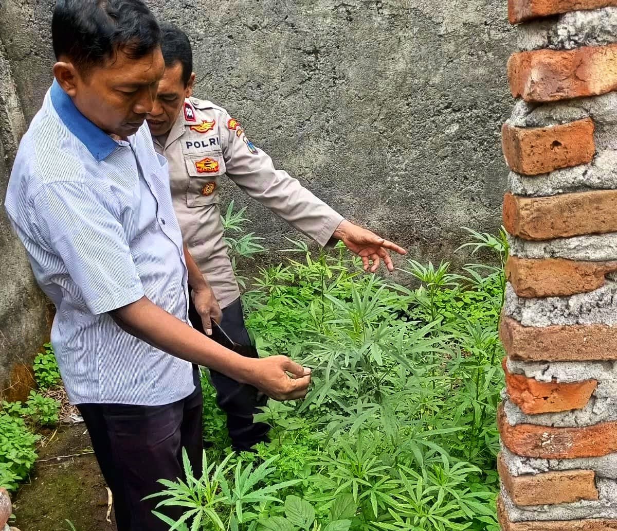 IMG-20241224-WA0002 IMG 20241224 WA0002