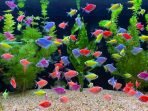 ikan hias