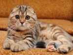 kucing
