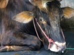 sapi