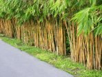 bambu kuning