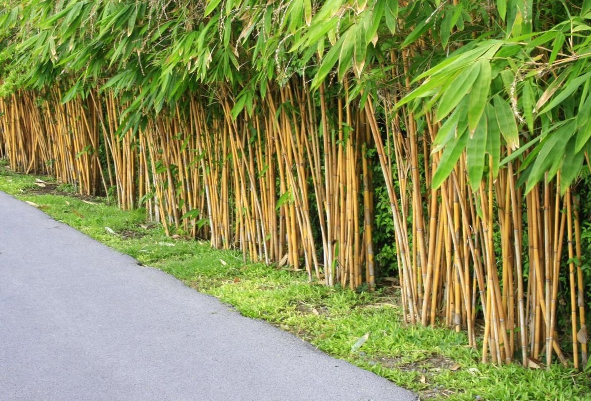 bambu kuning
