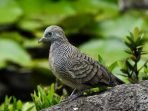 burung perkutut