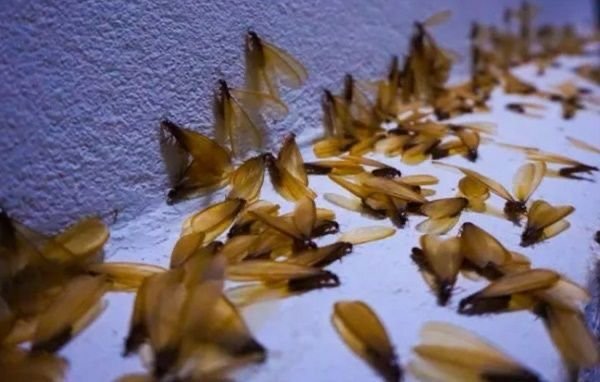 IMG 20250407 WA0011 1