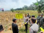 jagung bwi