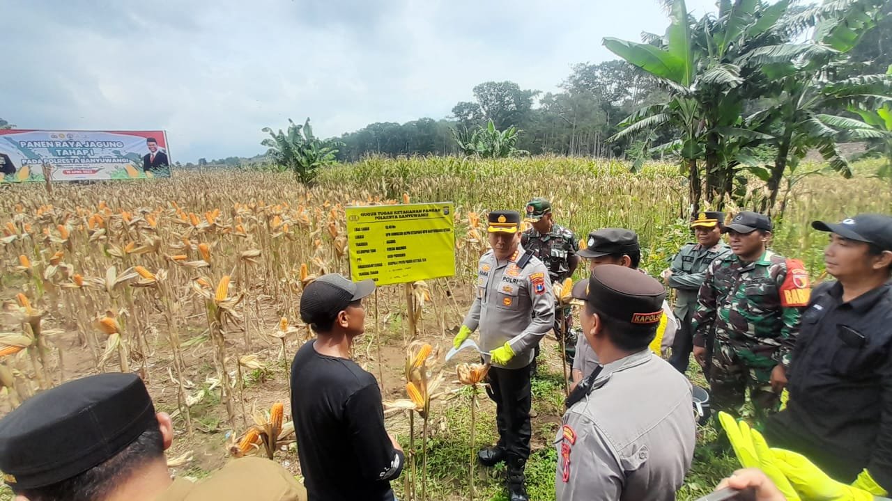 jagung bwi