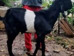 kambing kendit