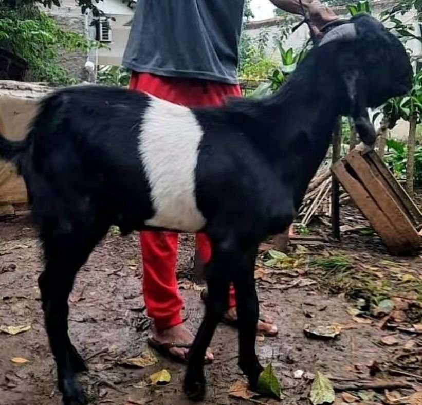 kambing kendit