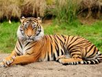 sarang macan