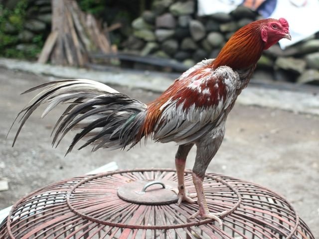 ayam blorok