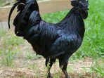 ayam cemani