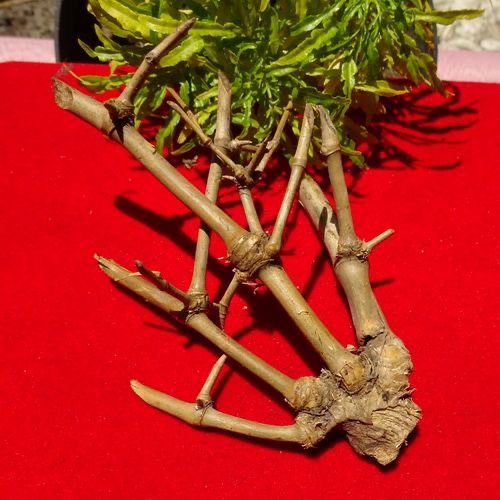 bambu petuk